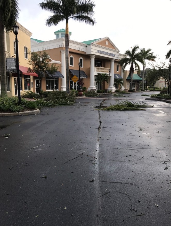 hurricane tree debris