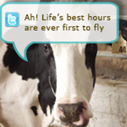 RFID Twitter Cow